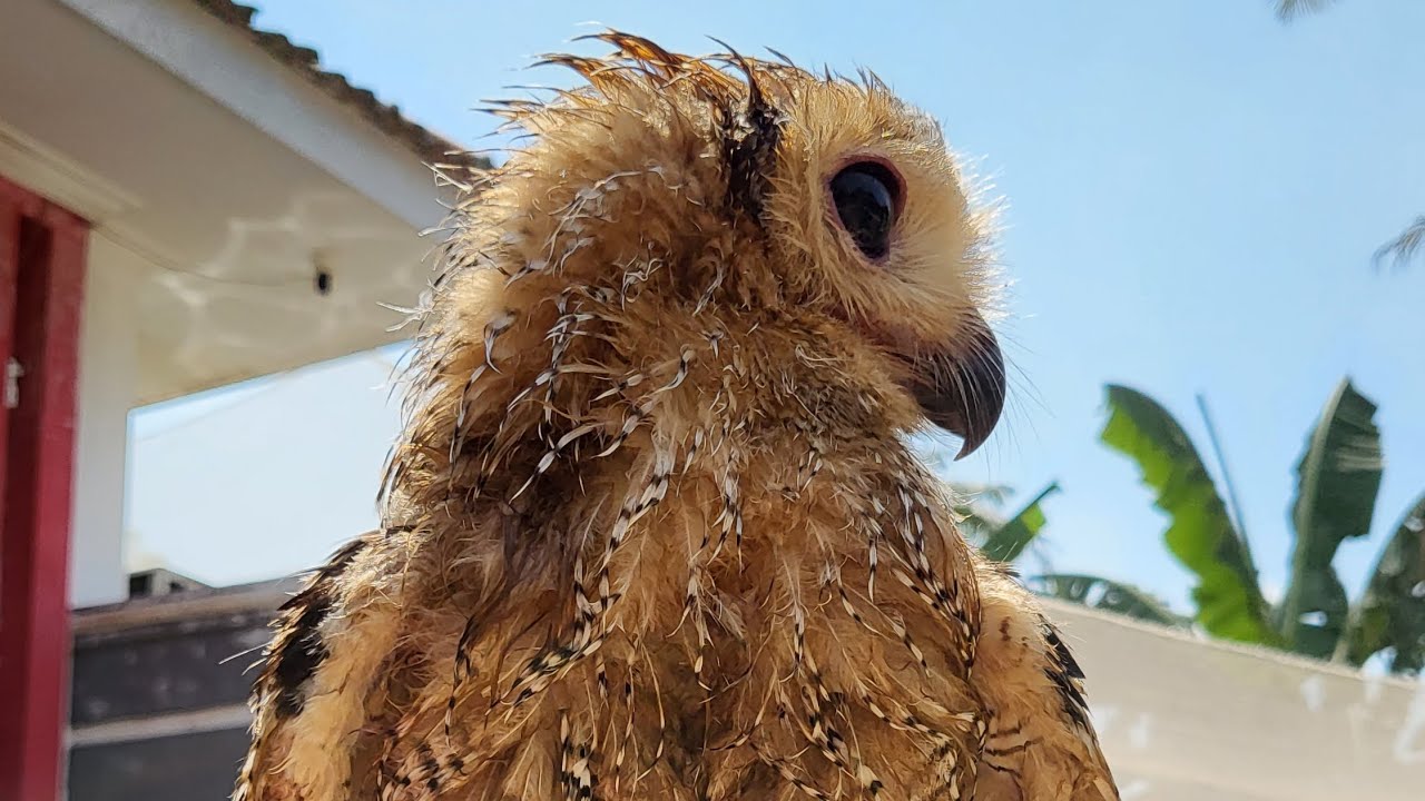 Pengalam Pelihara Burung Hantu Strix Seloputo Owl dan Buffy Fish Owl 
