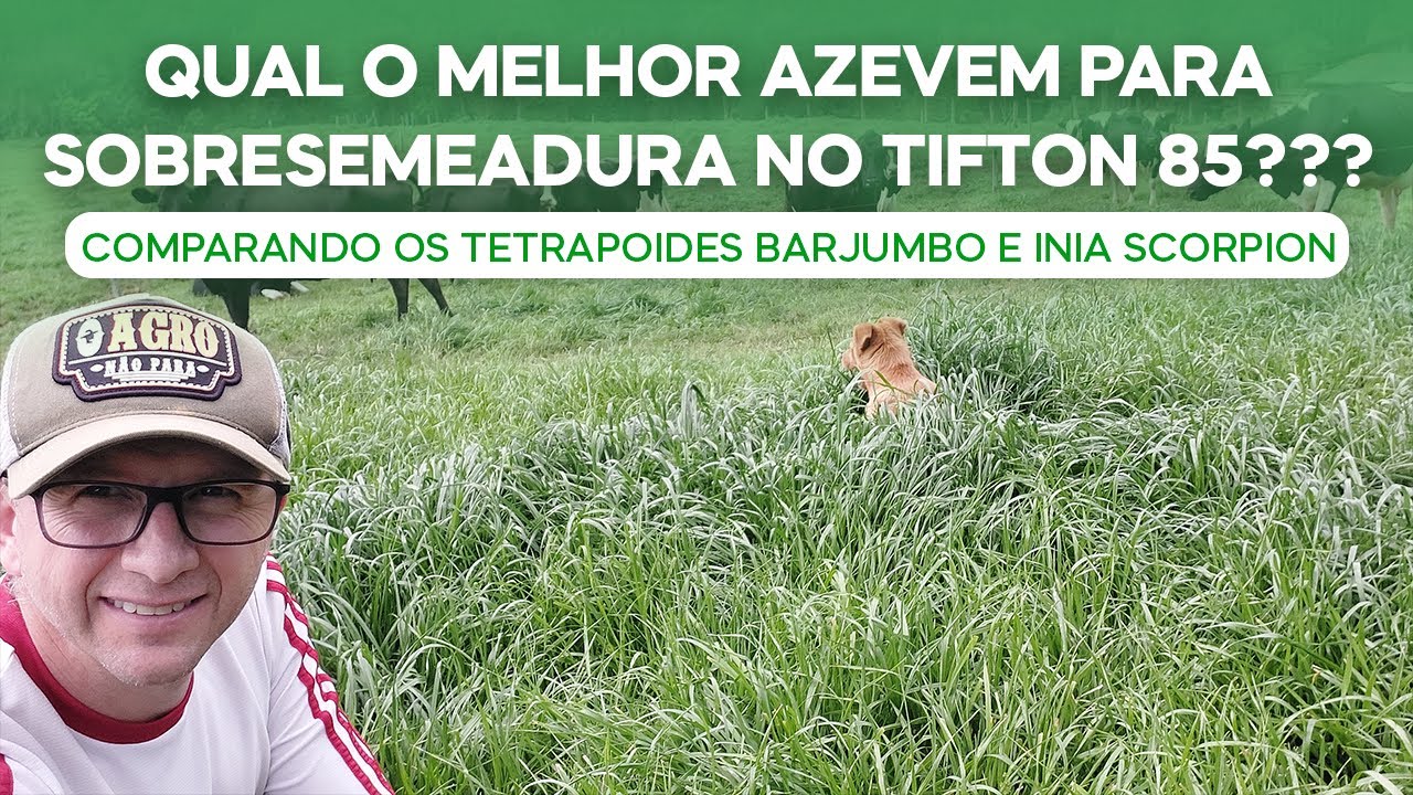 Qual melhor azevem para sobresemeadura no Tifton 85? Comparando Tetrapoides Barjumbo e Inia (v.159)