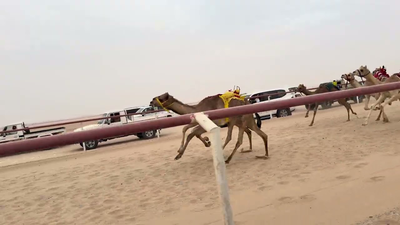 الشوط الخامس 