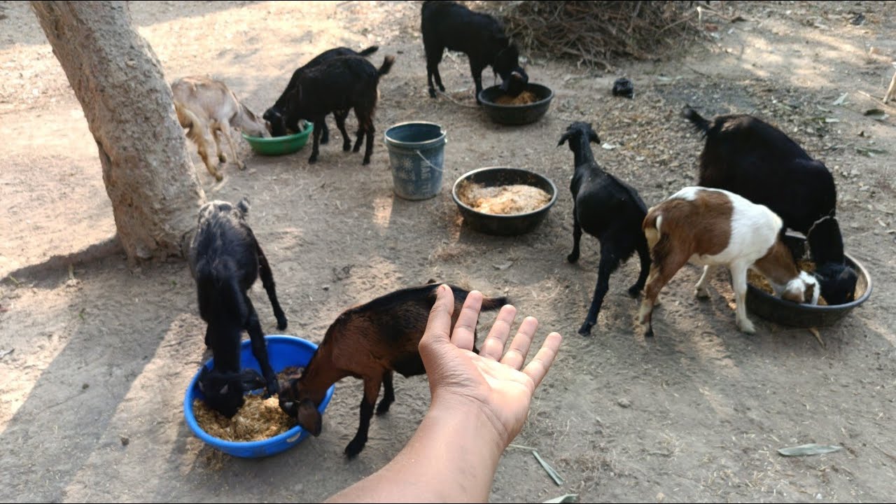 #vlog काम पैसे में ज्यादा मुनाफ़ा 🤔|| kam paisa me jayda munafa @Singh_ji_goat_farm #business
