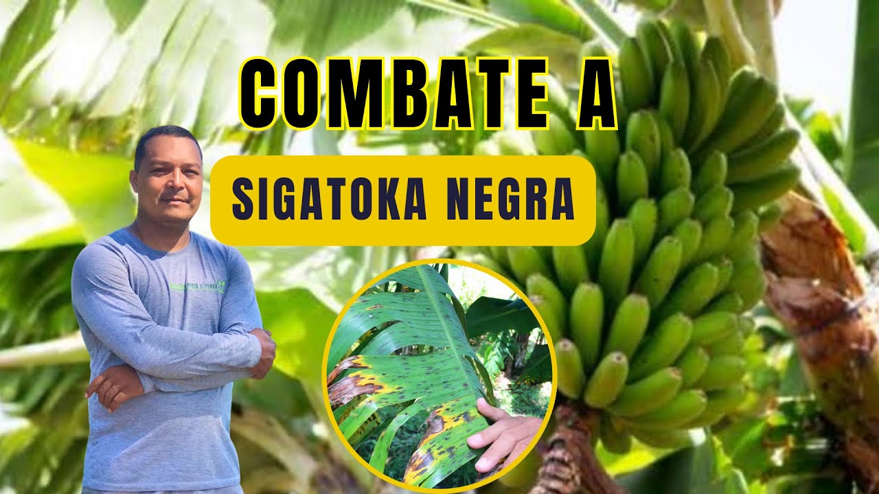 Como Combater a Sigatoka Negra na Banana da Terra 🤔