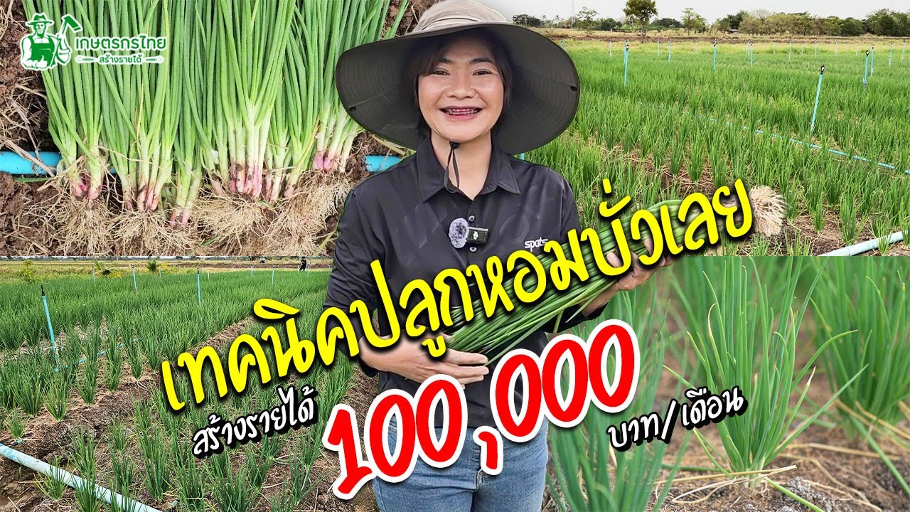 เทคนิคปลูกหอมบั่วเลย สร้างรายได้  เทคนิคปลูกแบบละเอียด จากเจ้าของสวน  #หอมเลย #หอมบั่วเลย