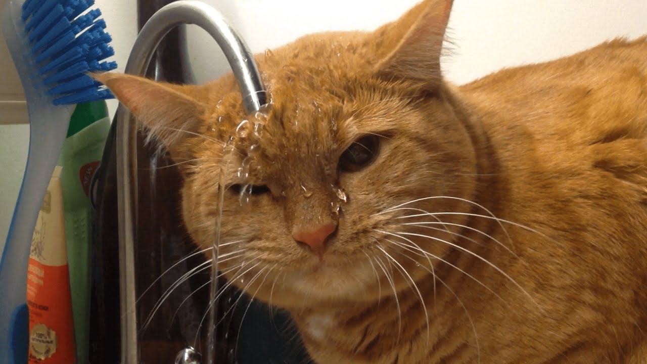 Funniest Cats 😹 - Try Not To Laugh