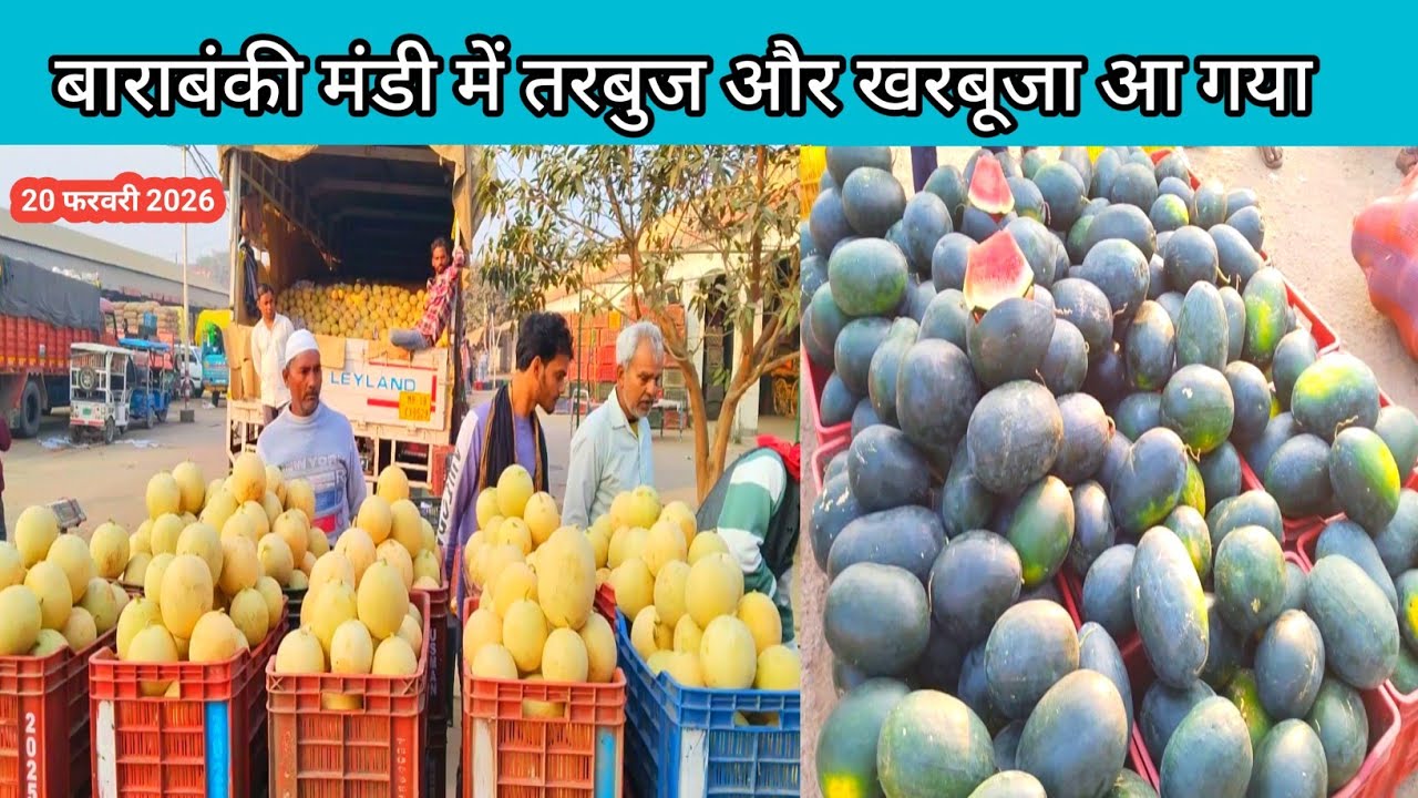 बाराबंकी मंडी में तरबुज और खरबूजा आ गया 20 फरवरी 2026 🍇 tarbuj ka bhav 🍓 kharbuje ka bhav 💯 fruit 🍓