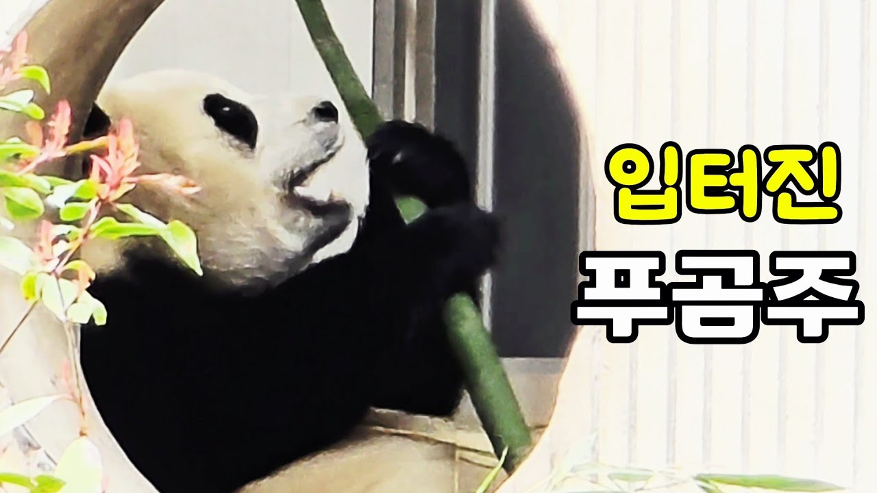 26.3.15 입터진 푸곰주❤️