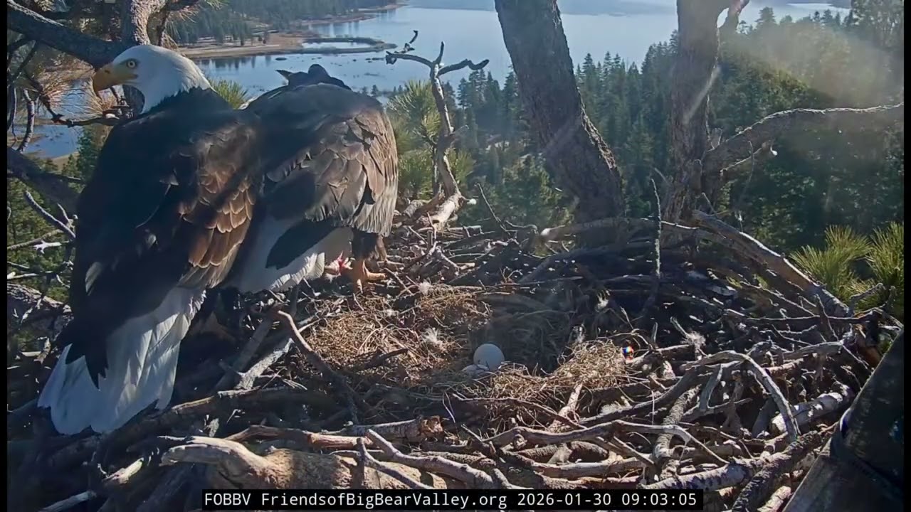 Jackie & Shadow-Big Bear Eagle Nest❤️01/30/26