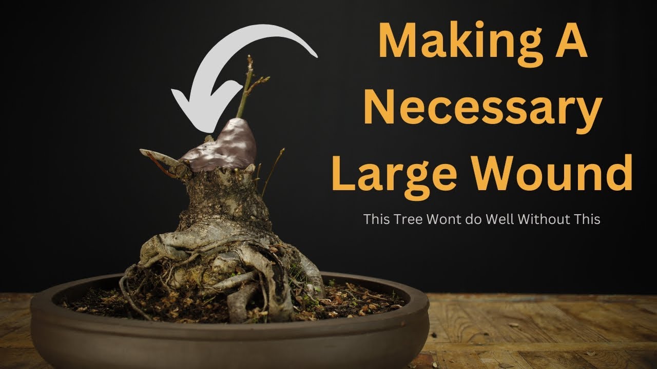 Fixing The Remains Of A Trunk Chop On Bonsai Material