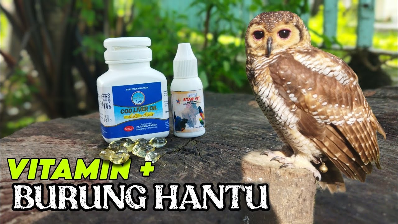 Begini cara memberi vitamin pada burung hantu jinak dan galak, gampang banget kok | #owl