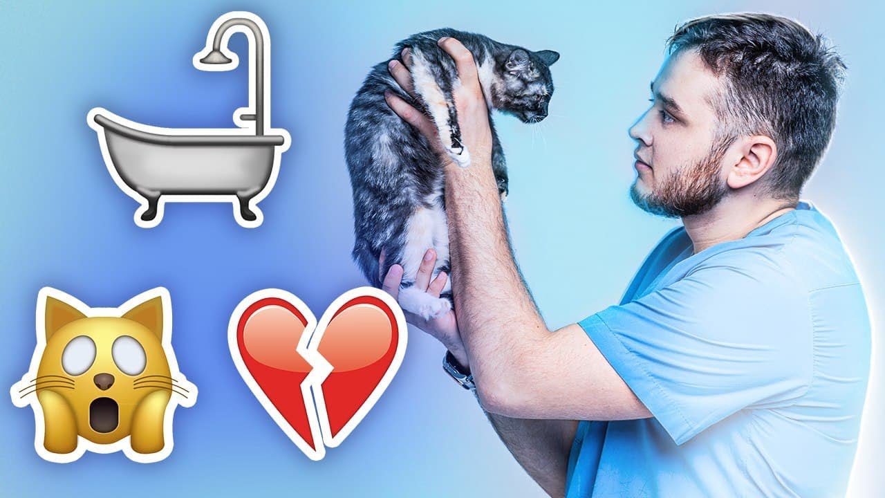 КАК ПОМЫТЬ КОТА И ОСТАТЬСЯ В ЖИВЫХ?! Советы от ветеринара
