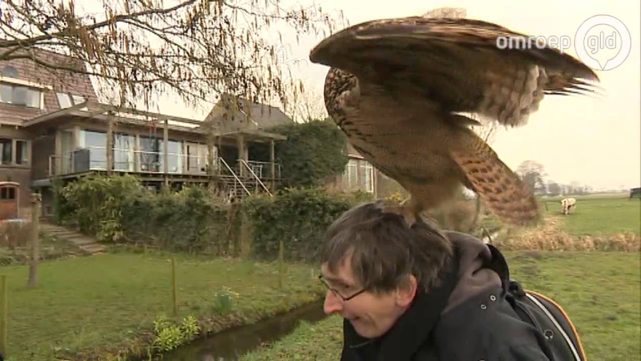 Oehoe Noordeinde moet naar vogelpark: 'Niet iedereen wil door hem geknuffeld worden'