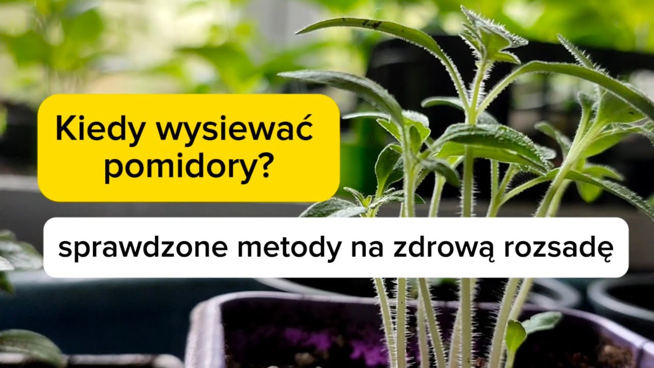 Когда сеять помидоры? Проверенные способы получения здоровой рассады.
