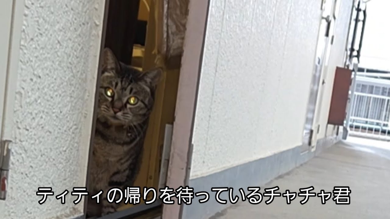 猫との日常　雪が降った休日