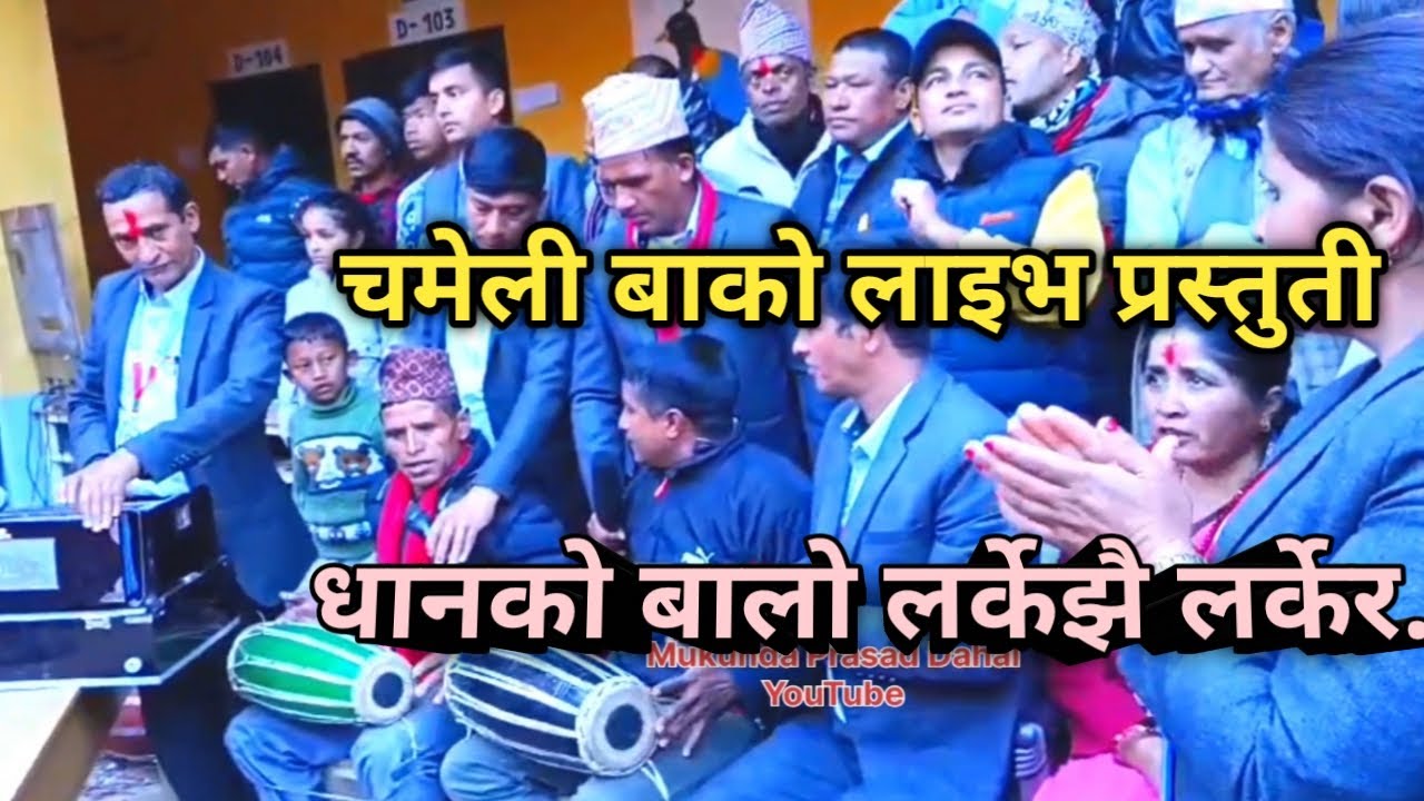 Chameli song/chameli 16 barshe umerma pir paryo/chameli ba /चमेली धानको बालो लर्के झै लर्केर