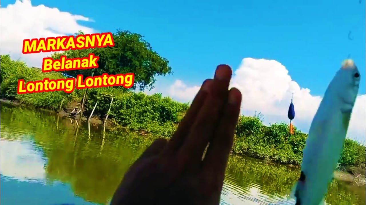 INSTINGKU TERBUKTI‼️ Belanak babon  bersarang di sungai ini || mancing Belanak liar Sidoarjo
