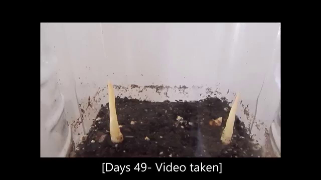 How to grow Curcuma Longa plants from their rhizomes (1) Days 0-62