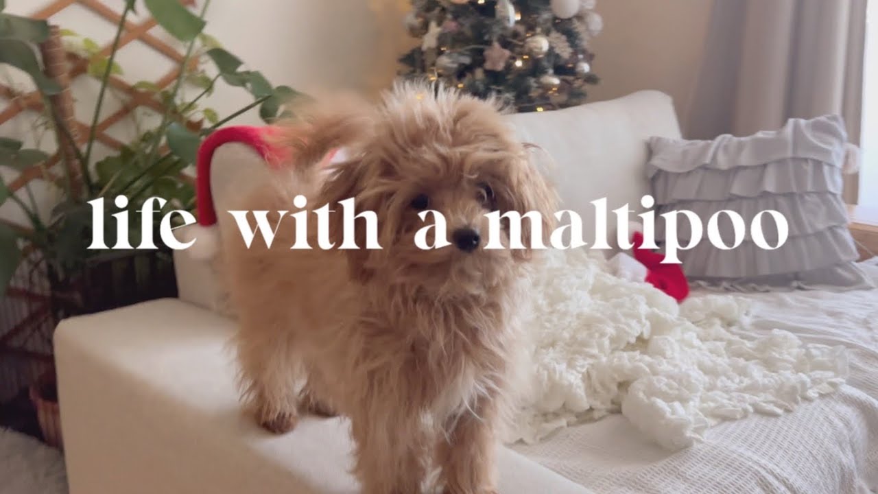 Life with a maltipoo 🐻🤎🐾 first trimming at 6 months, day in my life with a maltipoo 🐾