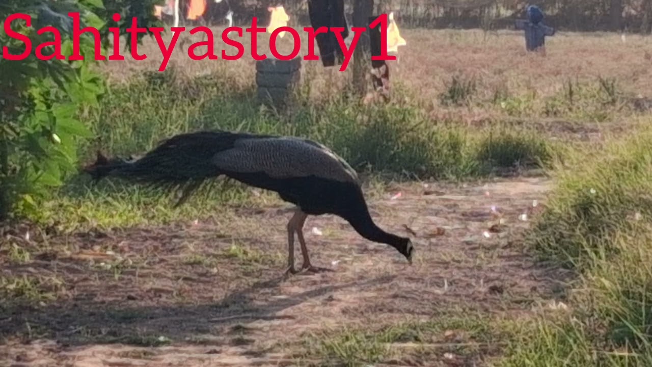 Peahen bird the Indian peacock/most clear sound/@SahityaStory1/peacock video peahen video 
