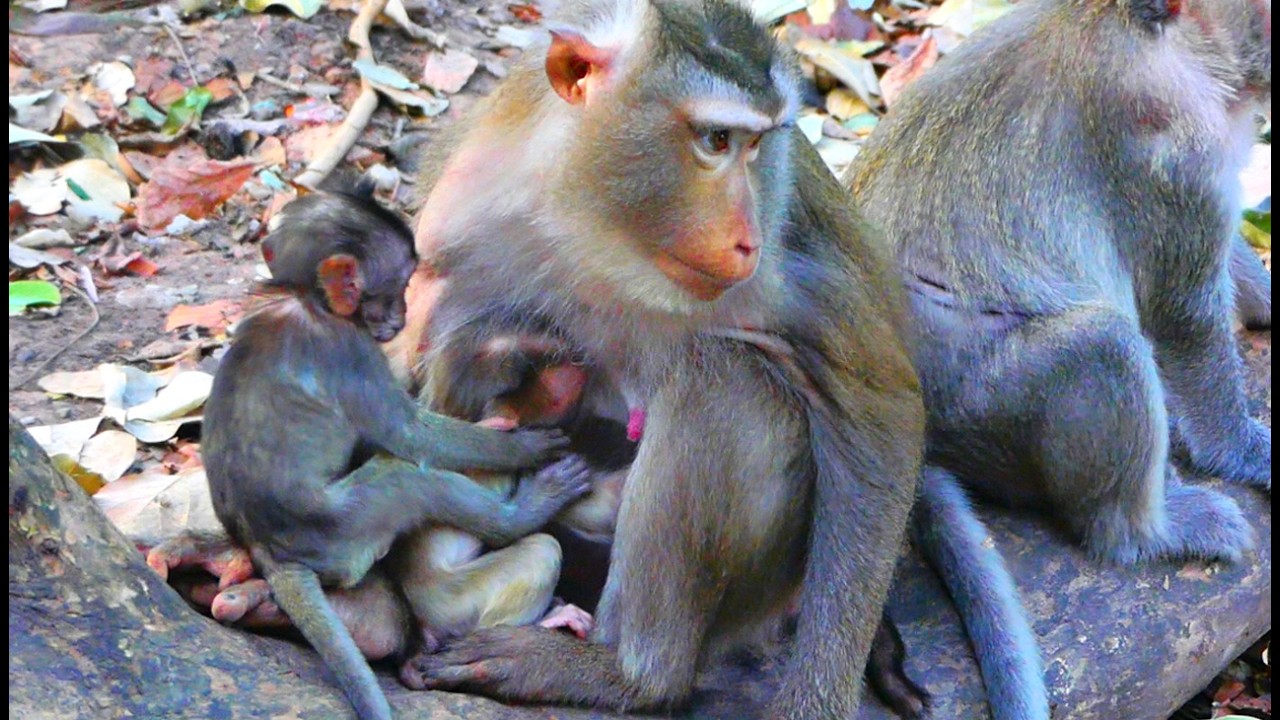Unbelievable baby long-tailed come to disturb little Levy & request milk from Libby, but she reject
