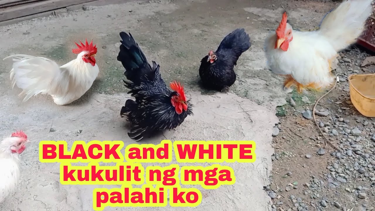 2 COLORS LANG ANG LUMABAS SA MGA PALAHI KONG COCKS | CHABO BANTAM CHICKEN 😂