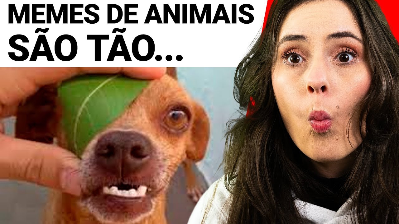 Melhores MEMES de animais que já vimos kkkkk