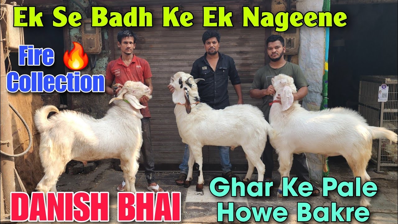 Ek Se Badh Ke Ek Nageene Bakre At DANISH BHAI | Fire 🔥 Andul Goat Collection In Bhiwandi 