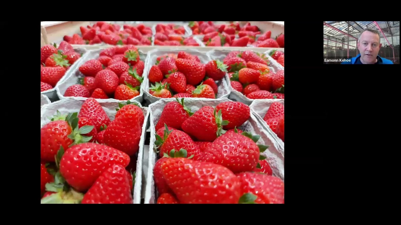 An Introduction to soft fruit growing in Ireland - Webinar