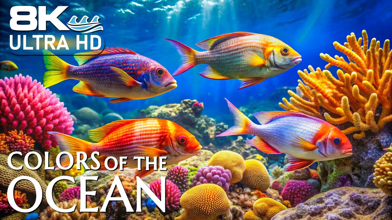 Aquatic World 8K – The Ocean’s Richest Life Captured in Ultra Detail