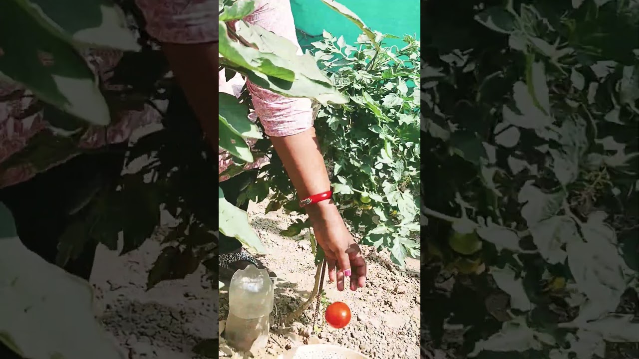 Tomato 🍅  harvesting #gardening #tomato #harvesting #farmers #fertilizer #shorts #viral #plants #yt