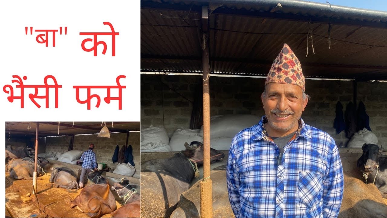“बा” को भैंसी फर्म फुलबारीमा|