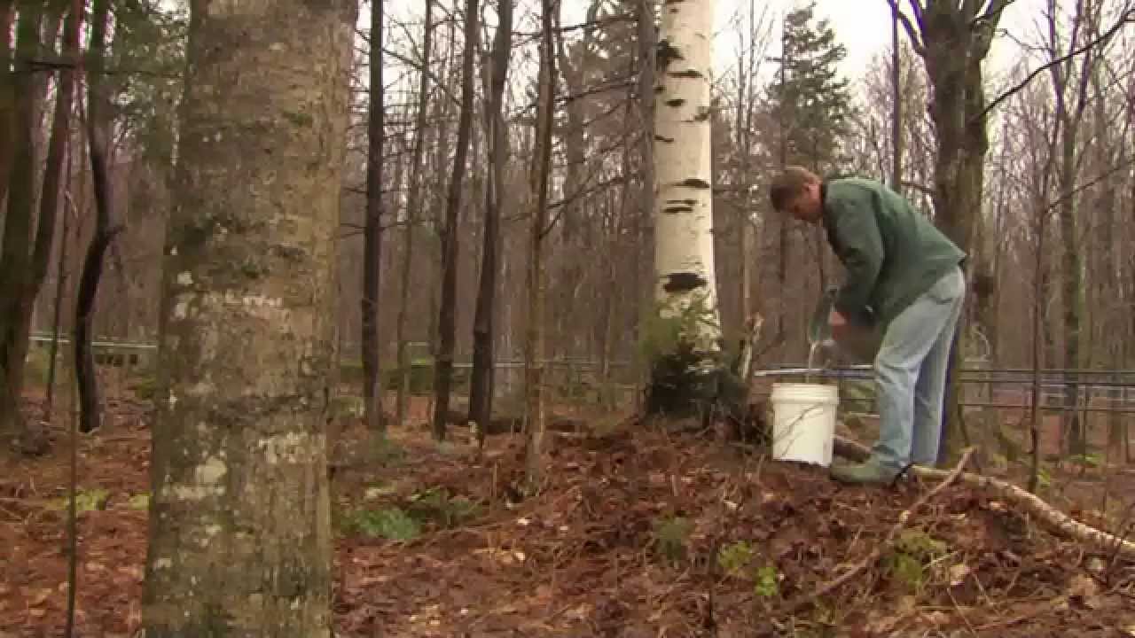 3/19/14 UVM's Proctor Maple Research Center: BIrch Sap Study on Across The Fence