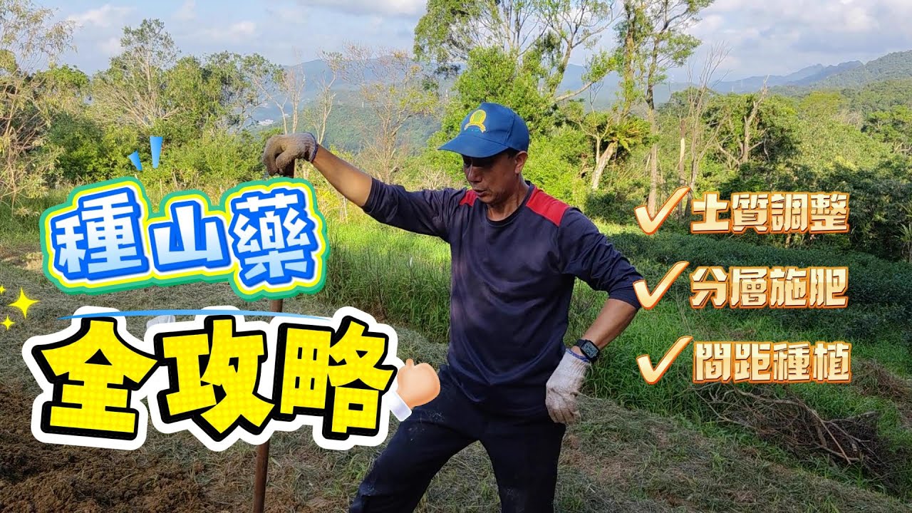 台灣山藥種植必看｜這樣翻土＋這樣施肥，根才會長得漂亮!