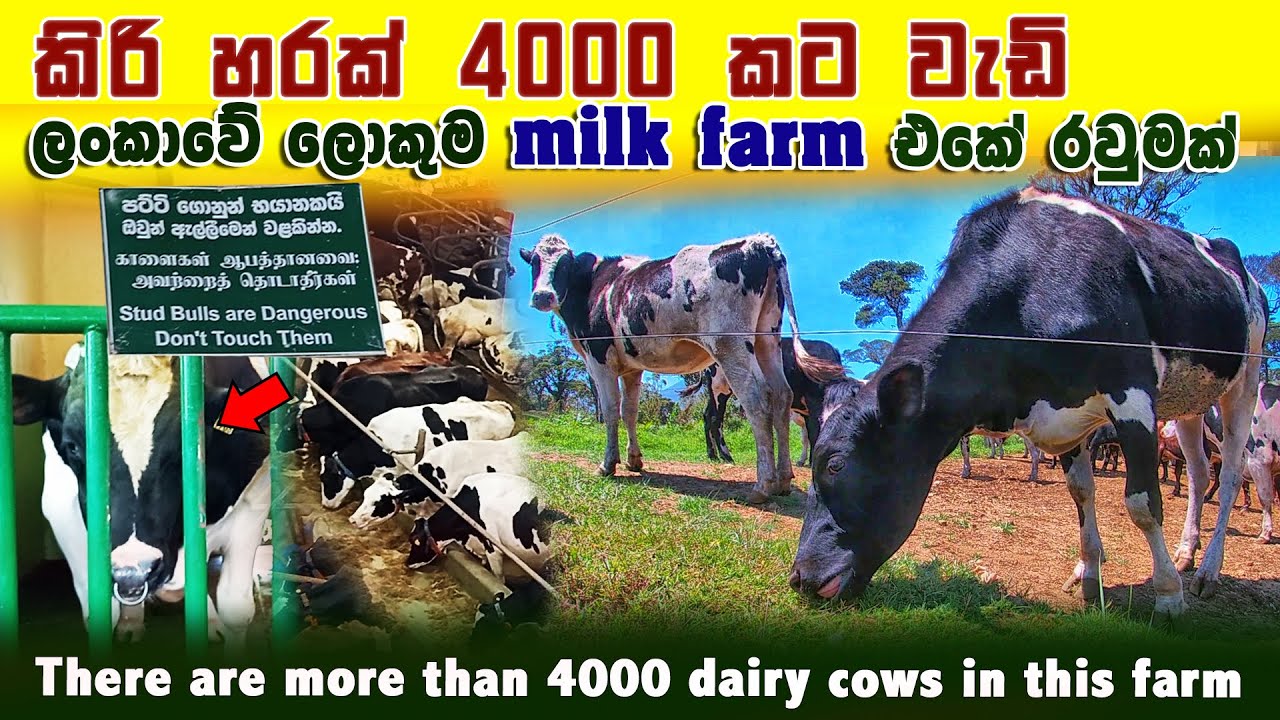කිරි හරක් 4000කට වඩා වඩා වැඩියෙන් ඉන්න ලොකුම farm එක| Ambewela New Zealand farm ලංකාවේ ලොකුම Farm එක