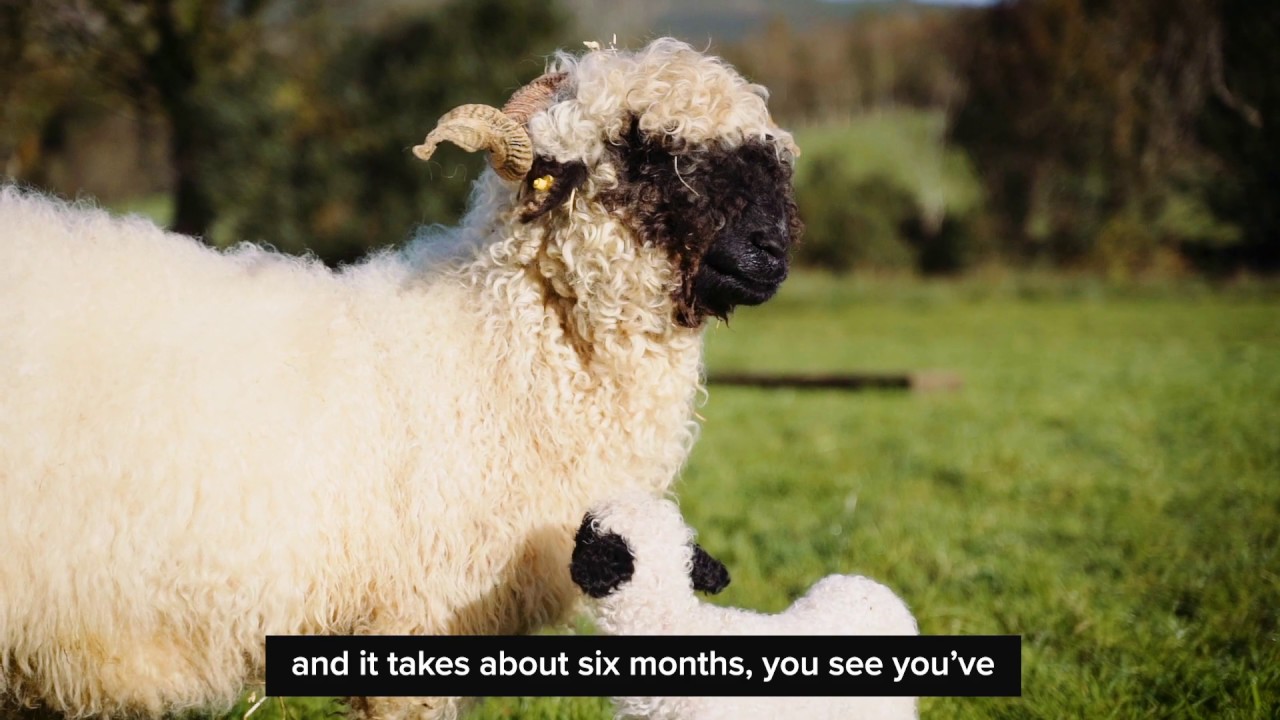 Down On The Farm | Rare Breed - Glenpark Farm