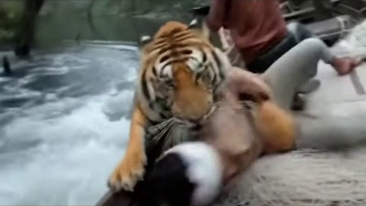 Um em Duzentos Mil: Encontros Selvagens na Savana Africana