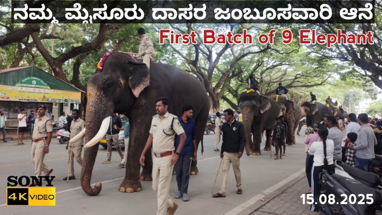ನಮ್ಮ ಮೈಸೂರು ದಸರಾ ಜಂಬೂಸವಾರಿ ಆನೆ 2025 | Beauti 😍 of Namma Mysuru Dasara Elephant 🐘