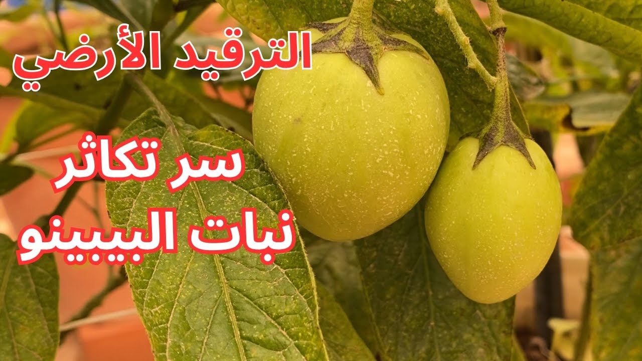 سر تكاثر نبات البيبينوI الترقيد الأرضي سيضاعف إنتاجيتك من فاكهة البيبينو بوقت قصير جدا