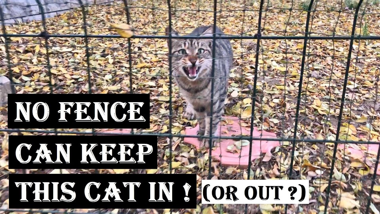 This Cat Climbs Fences And Walks On Rope To See His Best Friend!