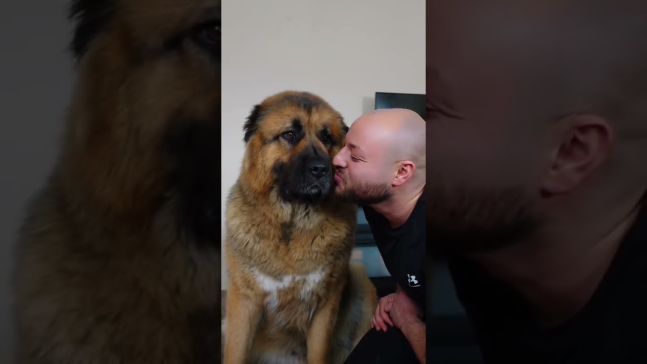 Das muss AUFH&Ouml;REN!!! Hunde auf Social Media - Part 3 🥺🐶