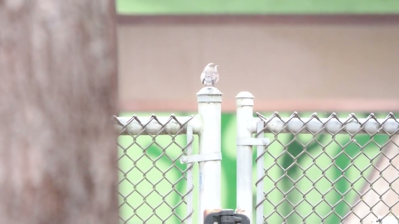 Taiga Flycatcher in Vancouver 2026 (January 2)
