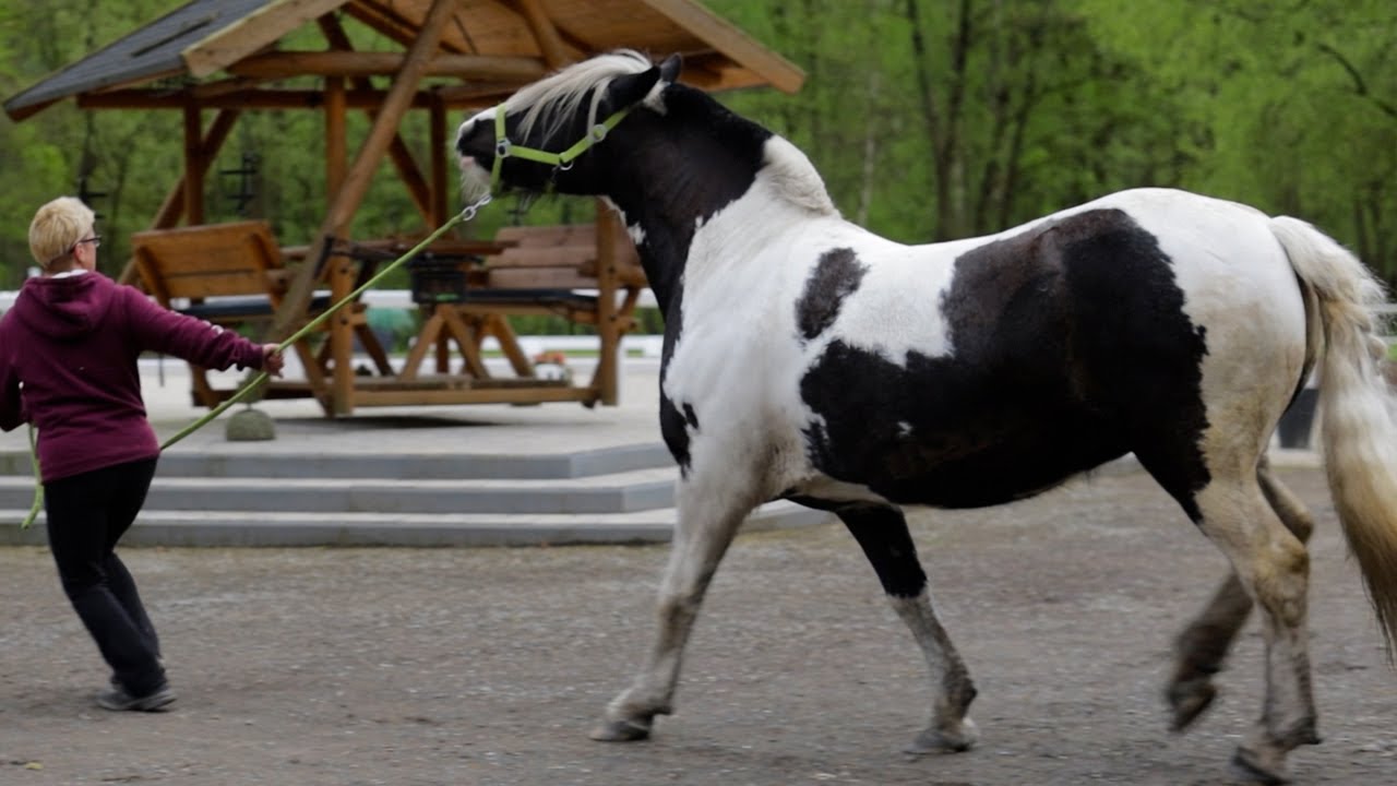 Tinker sind Pferde zweiter Klasse &ndash; Kein Verst&auml;ndnis f&uuml;r diesen Tierarzt