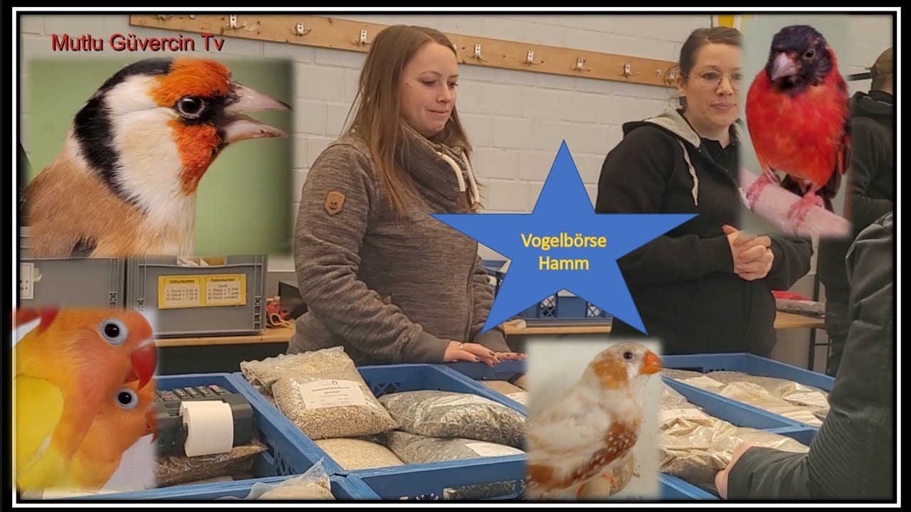 KUŞ PAZARI Hamm  Almanya Mart 2023, #Vogelbörse Hamm, #Saka, bird exchange, intercambio de aves