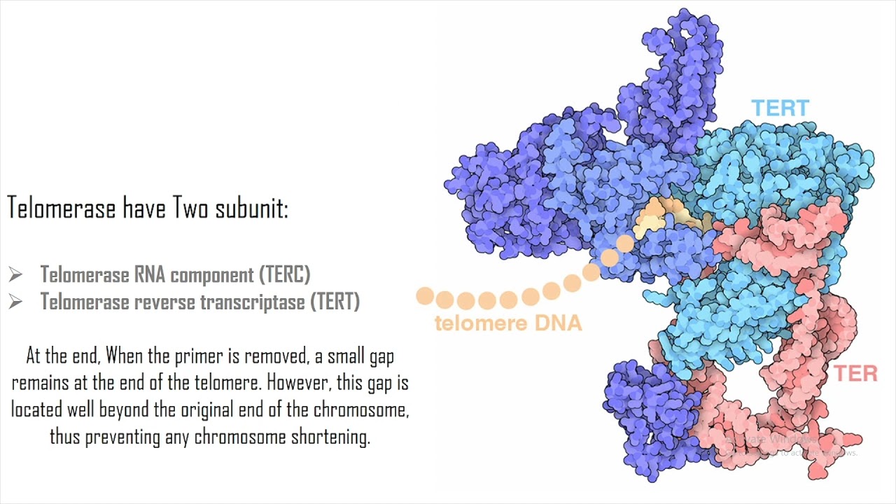 14 | DNA Replication | Telomeres and Chromosome End Replication