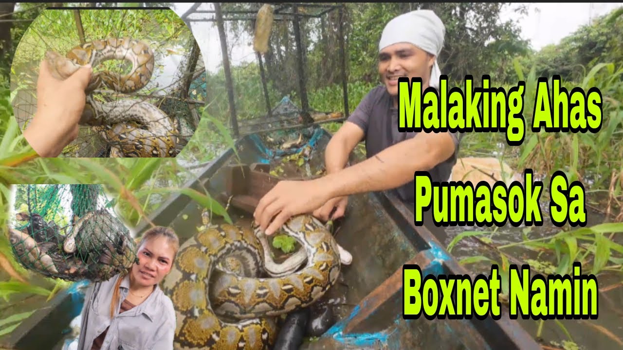 MALAKING AHAS PUMASOK SA BOXNET NAMIN