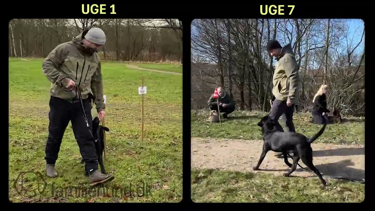 Lineføring uge 1 VS uge 7