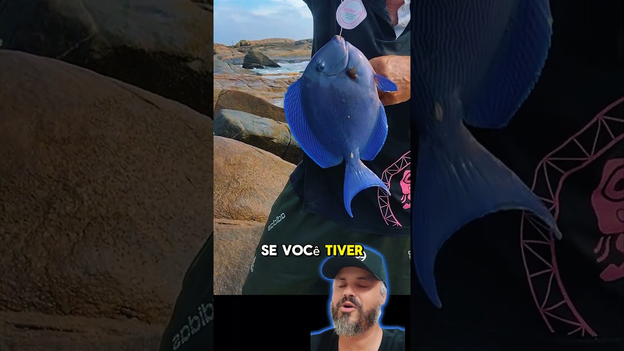 Olha o Tang blue Acanthurus coeruleus que ele pescou na varinha de bambu #aquarium #curiosidades