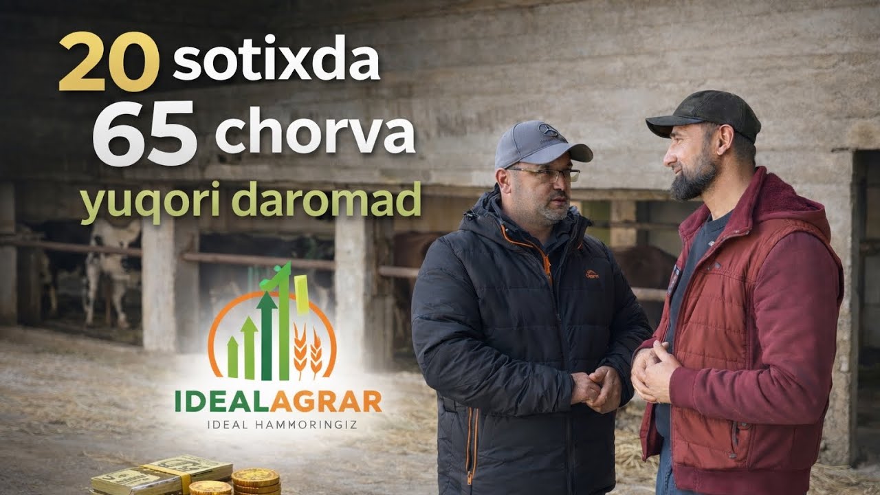 20 sotixda 65 chorva yuqori daromad. #idealagrar #idealkorm #vilofoss #farming #chorvachilik #rek 
