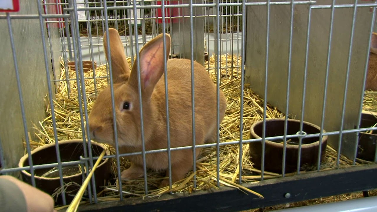 Oblastní výstava králíků, holubů a drůbeže - 9. 11. 2019, Česká Lípa