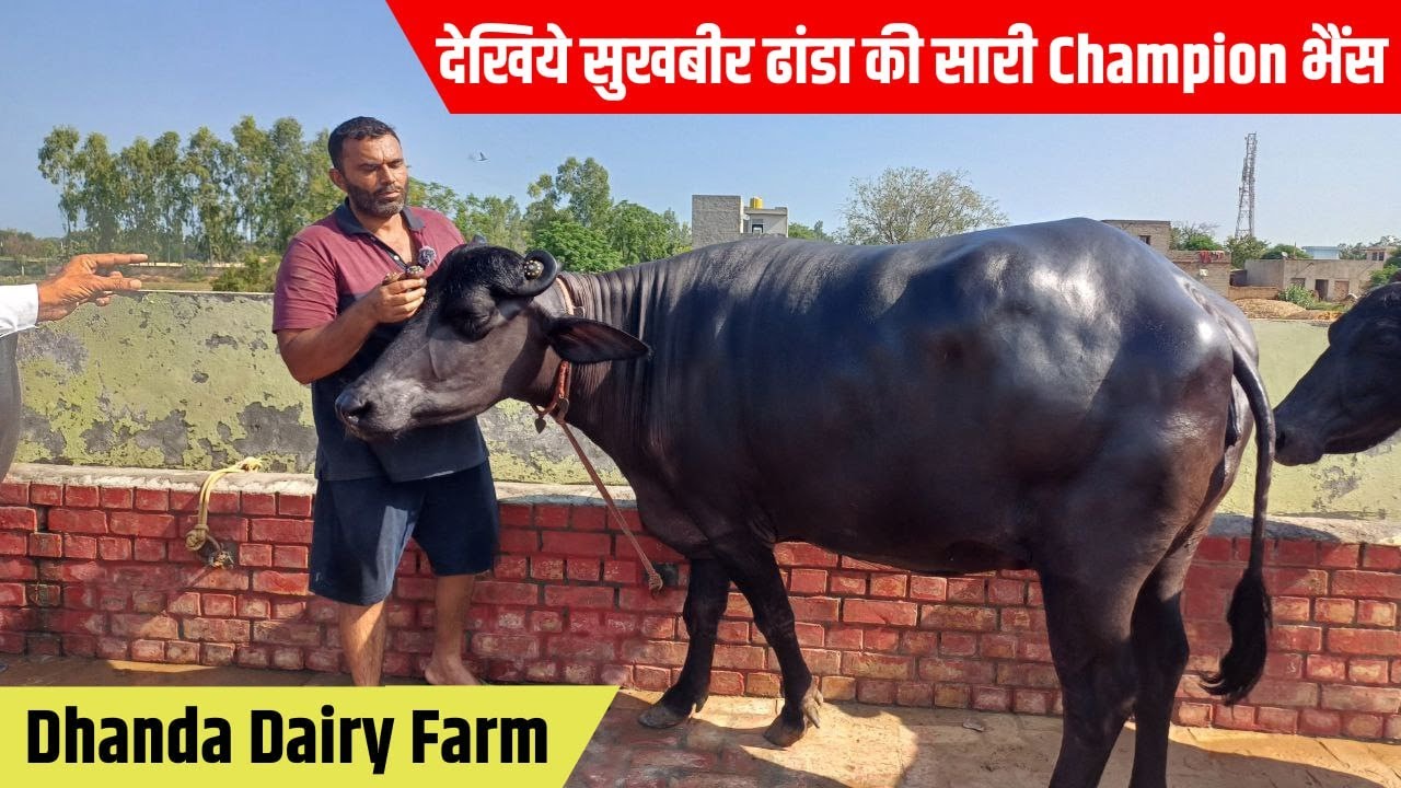 Sukhbir Dhanda ने दिखाई आपनी सारी Champion भैंस | Sukhbir Dhanda Dairy Farm New Video
