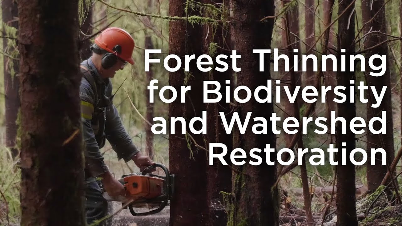 Forest Thinning for Biodiversity and Restoration in the Atleo River Watershed