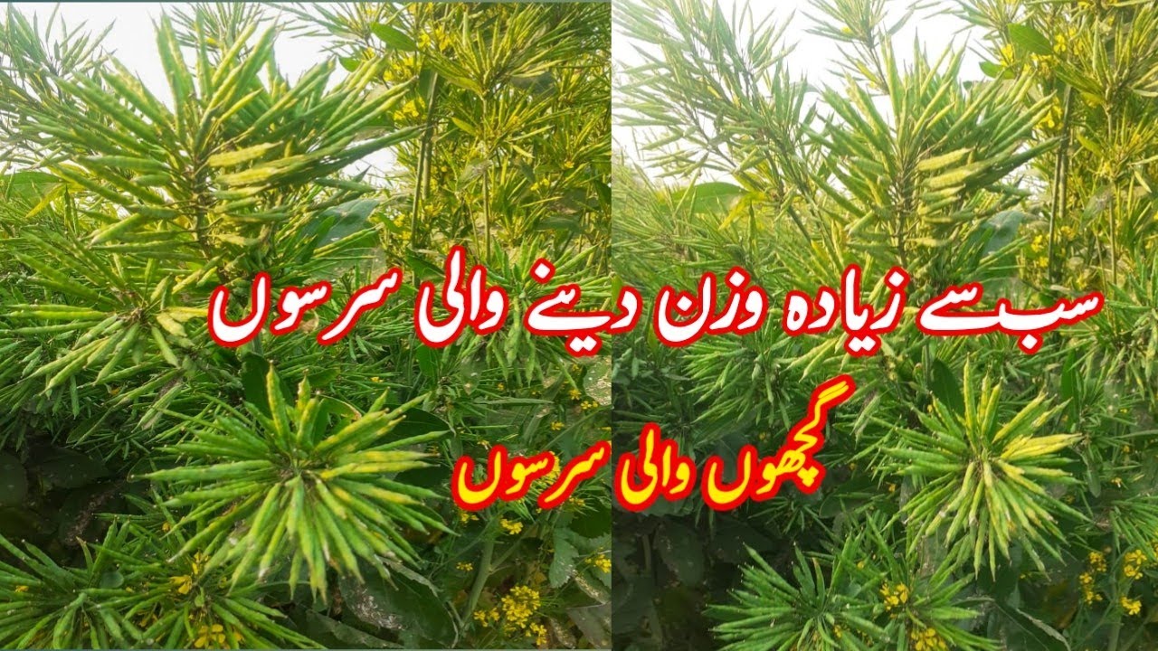 Mustard Farming High yeild verity Hybrid Mustard Sarsoon Farming Pakistan Advanced Farming..